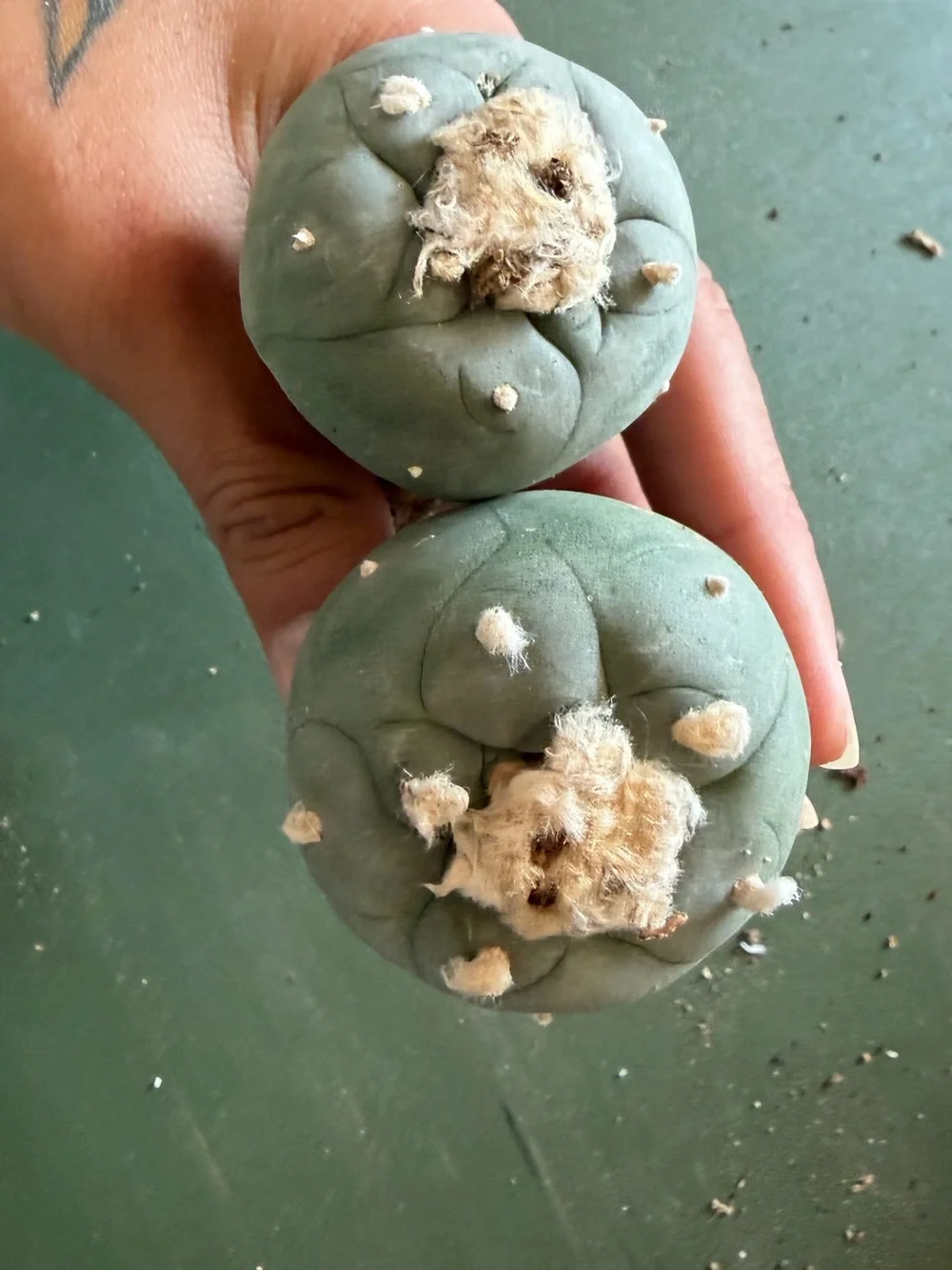 Beautiful pair of mature loph button-style cacti 🌵✨